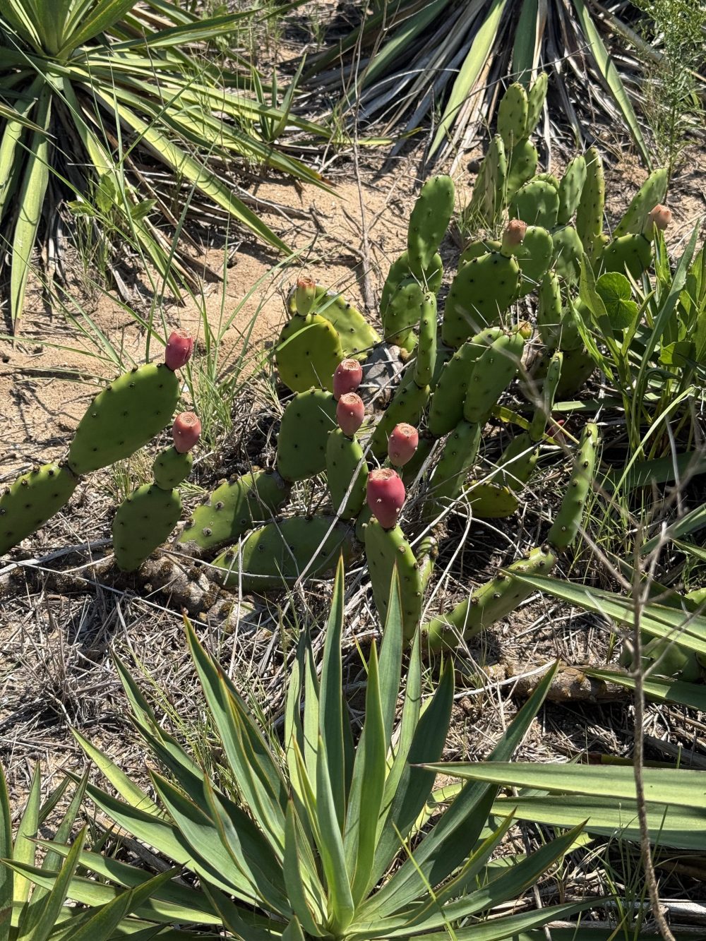 Prickly pear cactus with ripe tunas!