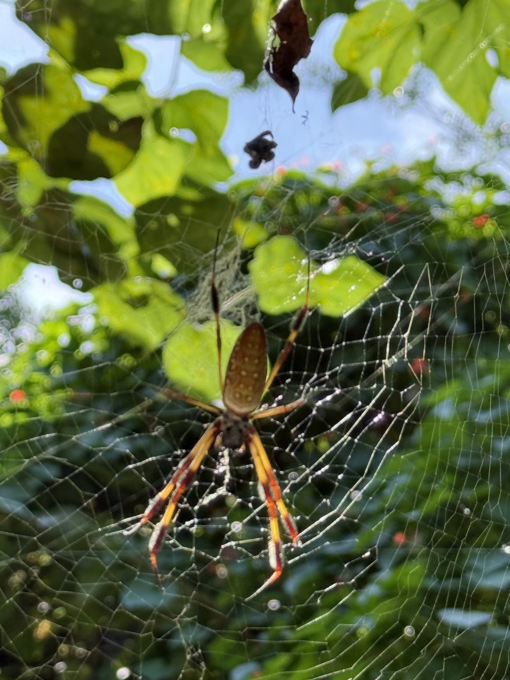 Large spider on a web with green leaves in the background.