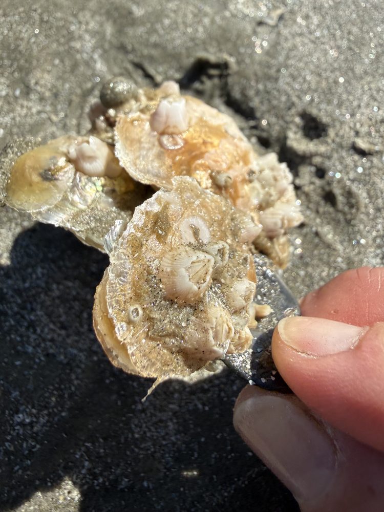 Hand holding sand-covered shells with barnacles on a beach.