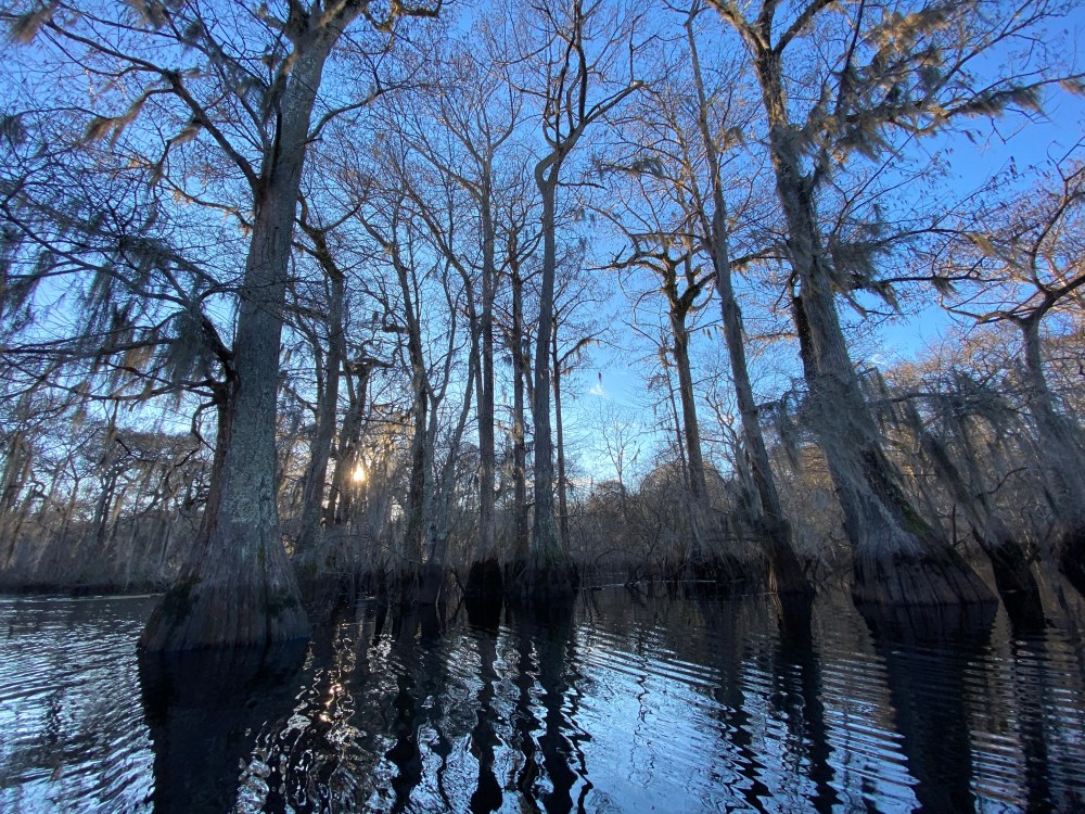 Cypress trees with moss over a calm swamp under a blue sky.