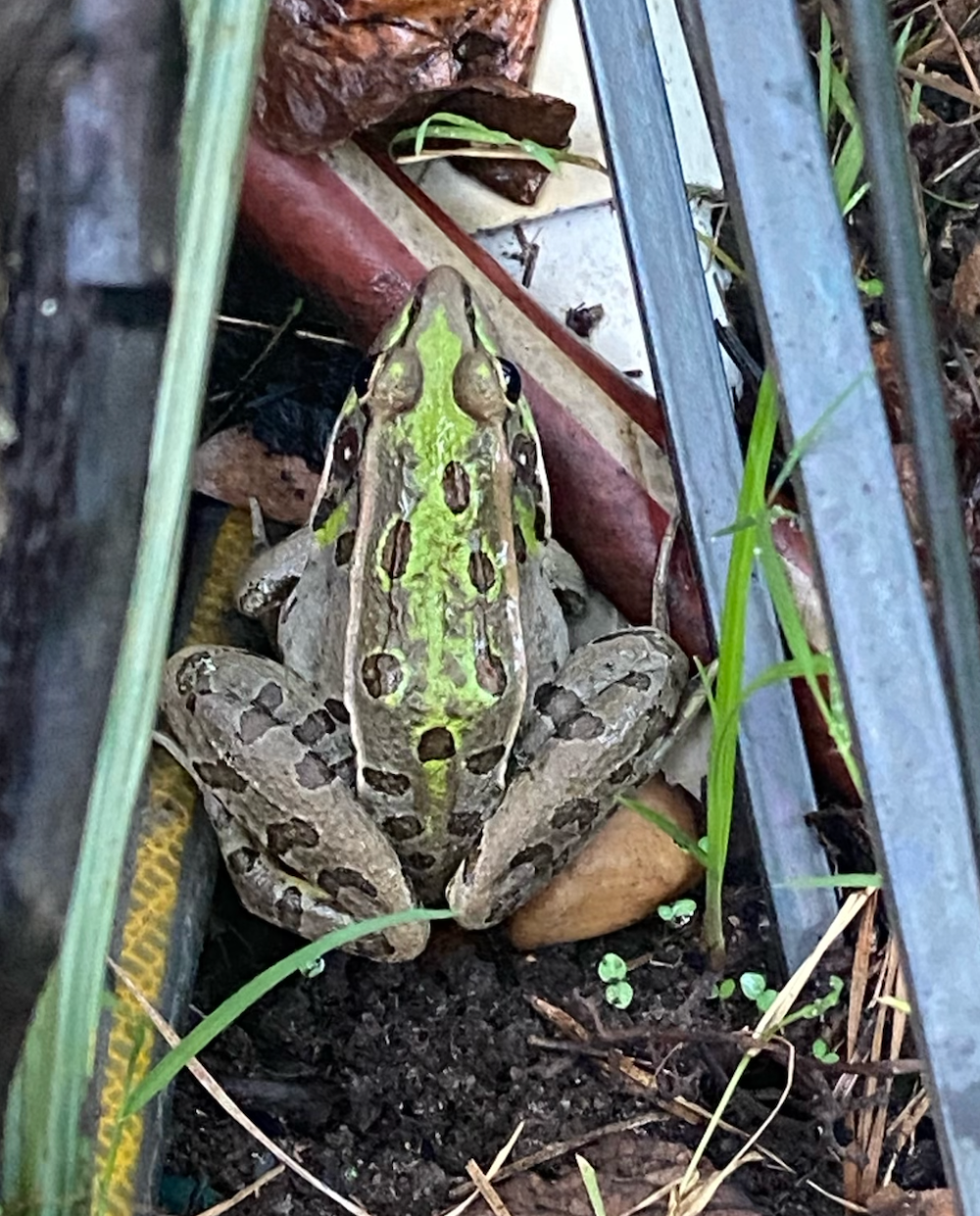 Green and brown spotted frog sitting among leaves and debris.